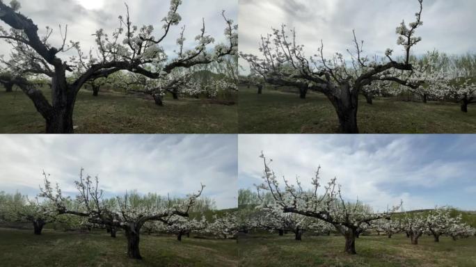 春天的苹果梨果园风光风景山区山村乡村农村