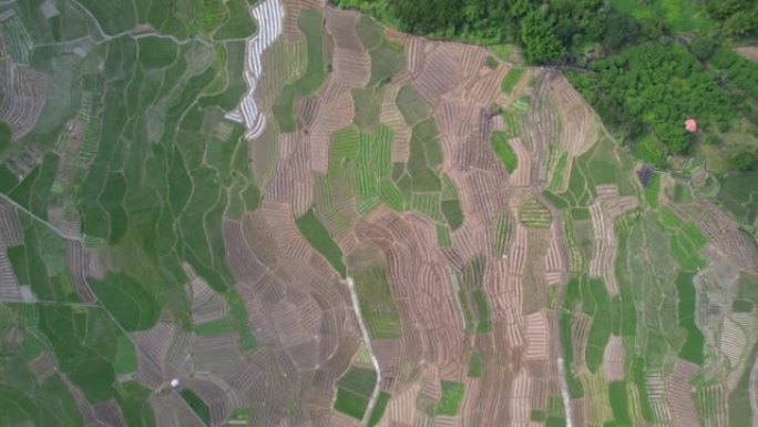 广州桂峰村耕地鸟瞰图