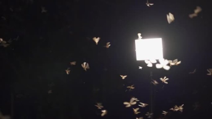 一群蛾子在雨季喜欢在晚上出来看灯。
