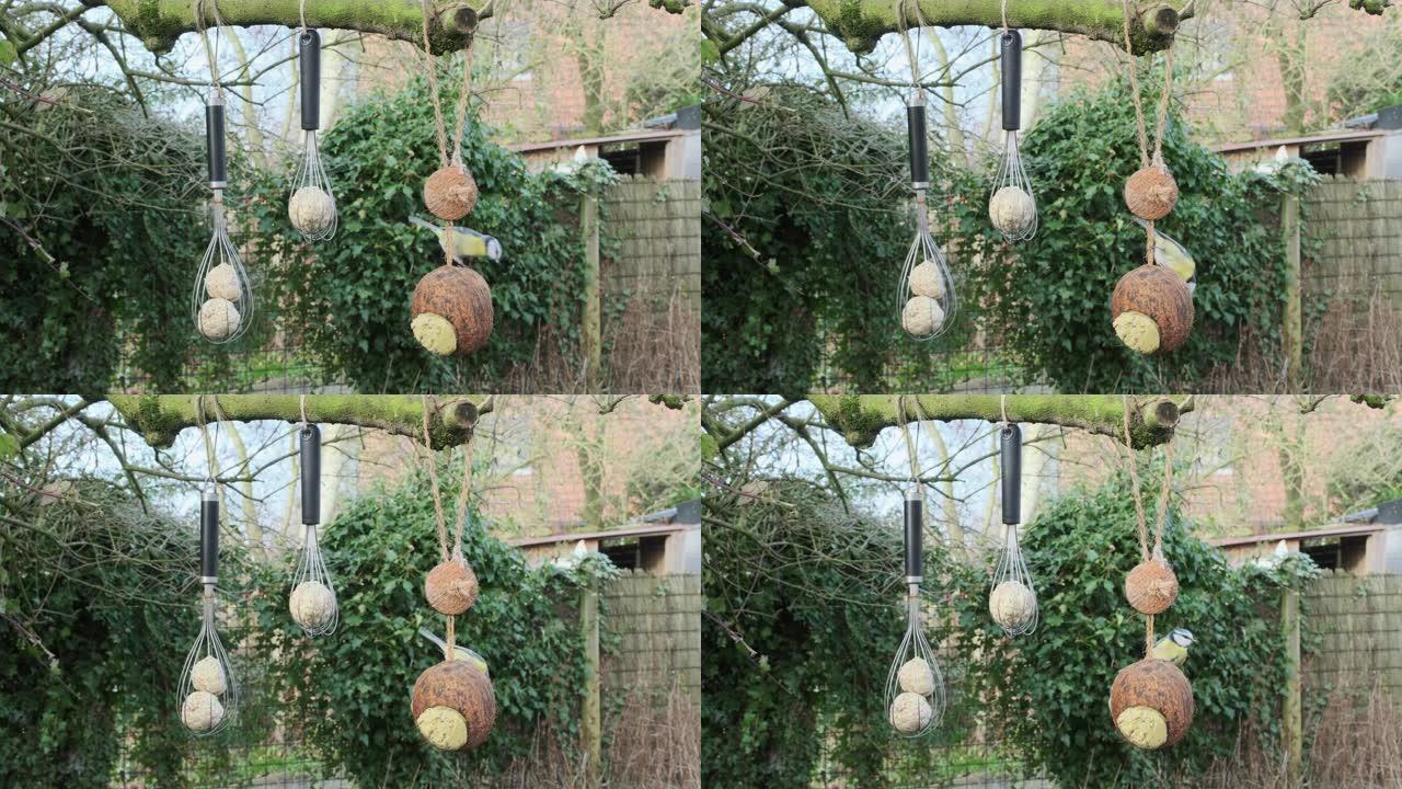一只大山雀以悬挂的打蛋器里的脂肪球和空心椰子为食
