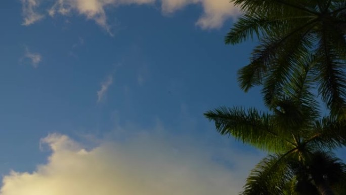 一只猎鹰在牙买加的夜空中高高地飞翔。