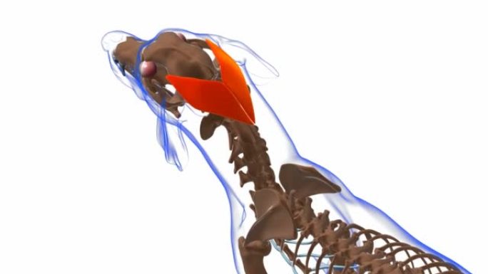 颈耳浅肌狗肌肉解剖医学概念3D