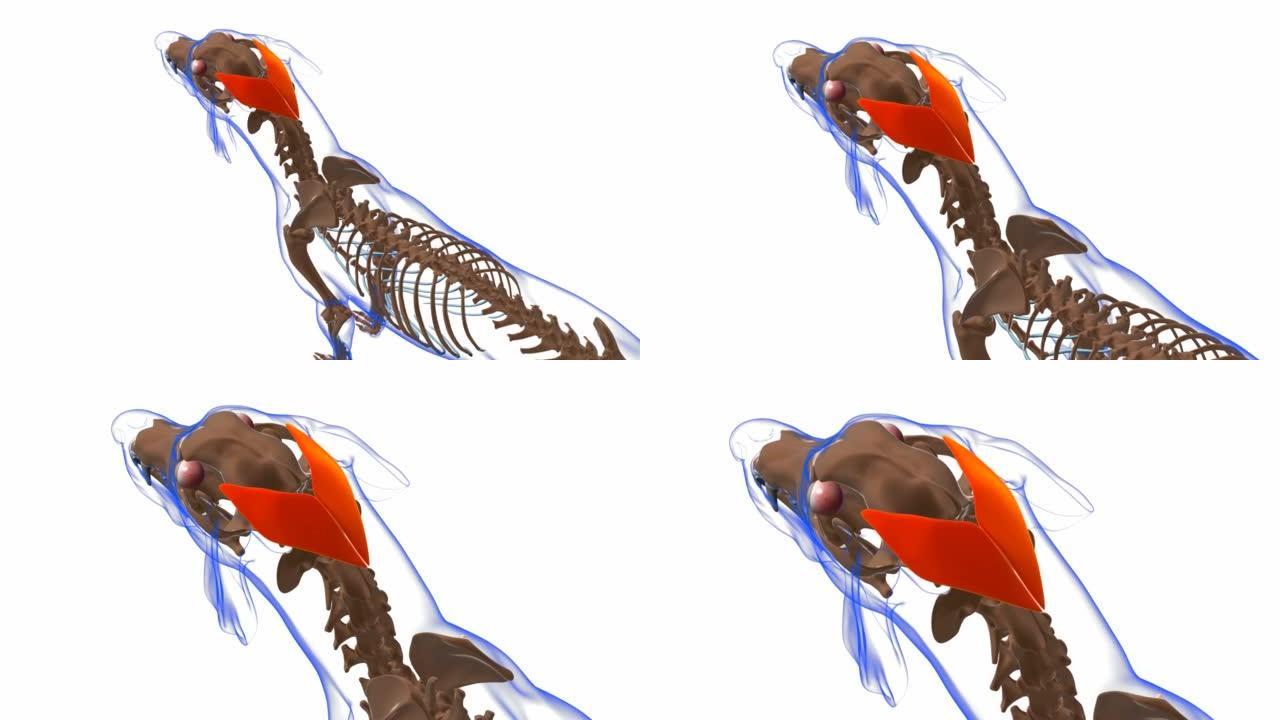颈耳浅肌狗肌肉解剖医学概念3D