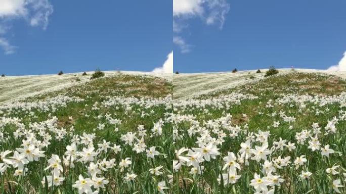 斯洛文尼亚戈利卡山的野生水仙花
