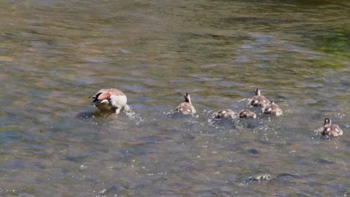 埃及鹅与雏鹅在水中行走和进食，Alopochen aegyptiaca