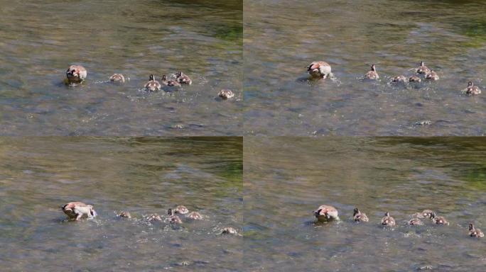 埃及鹅与雏鹅在水中行走和进食，Alopochen aegyptiaca