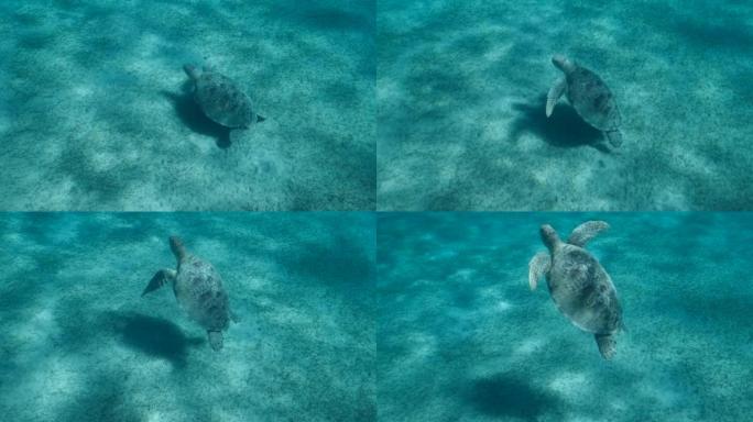 慢动作，海龟从覆盖着绿色海草的海底慢慢游到上面。大绿海龟 (Chelonia mydas) 向上游。