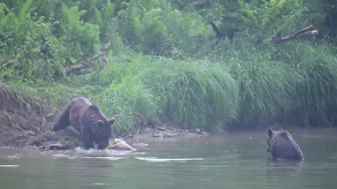 一只棕熊 (Ursus arctos) 吃了一只被猎杀的马鹿 (Cervus elaphus)。Bi