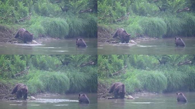 一只棕熊 (Ursus arctos) 吃了一只被猎杀的马鹿 (Cervus elaphus)。Bi