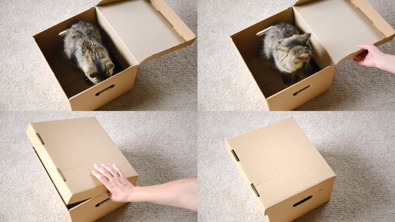 女人在地板地毯背景上用宠物关闭盒子的盖子。可爱的灰色虎斑猫在纸板箱在家里的地板。猫看着裂开的纸板箱。