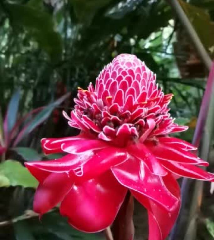 Etlingera elatior特写。普拉亚奇基塔附近美丽的酒店热带花园。3月2022日，哥斯达黎