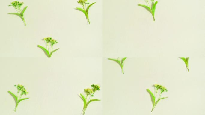 椴树花从上到下下降。特写。茶时、天然花卉和草药茶的概念。