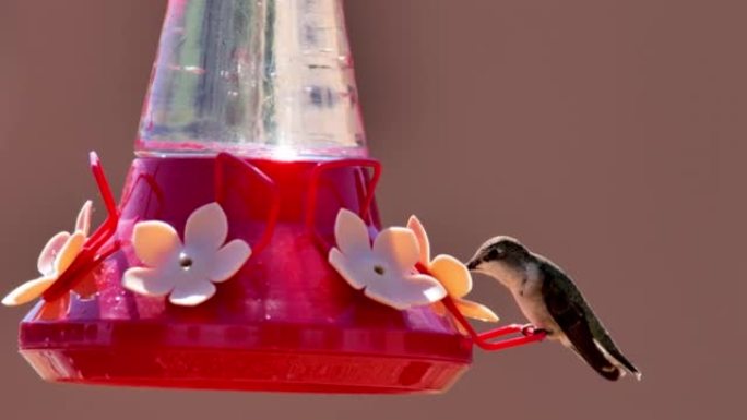 蜂鸟喂食器: 亚利桑那州图森