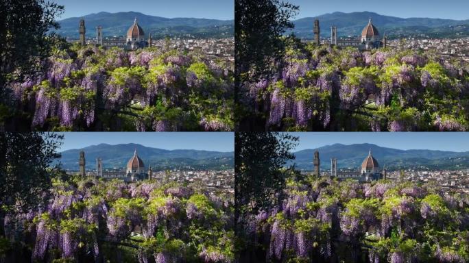 从米开朗基罗广场附近的花园和盛开的紫藤隧道可以看到佛罗伦萨著名的圣玛丽亚大教堂和乔托的钟楼的美丽景色