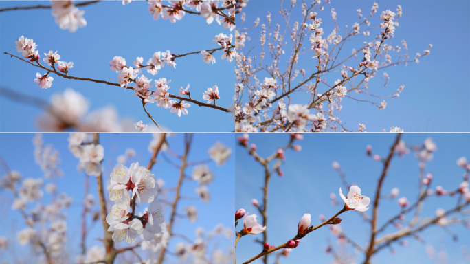 春天踏春桃花盛开蜜蜂采蜜蝴蝶飞舞