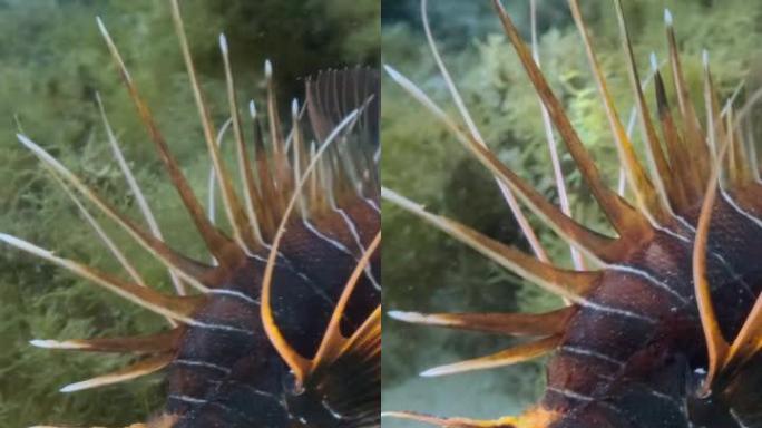 垂直视频: 放射状的萤火虫或红海狮子鱼 (Pterois radiata，Pterois cinct