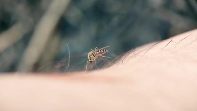 人体皮肤上的条纹蚊子