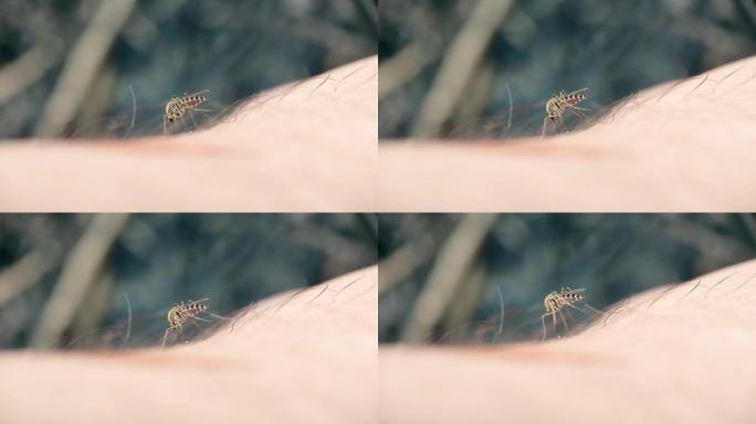 人体皮肤上的条纹蚊子