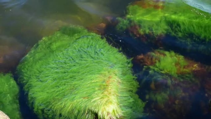 海草在瑞典波罗的海显示富营养化