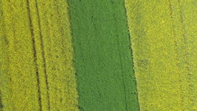 德国夏季温泽高地雷根斯堡附近上普法尔茨的无人机黄色开花油菜田景观的镜头