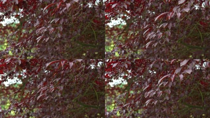 樱桃李或李红叶。紫色深色茂密的树叶
