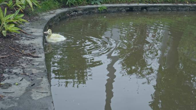 实拍春雨后广州天河公园湖中的小鸭觅食戏水