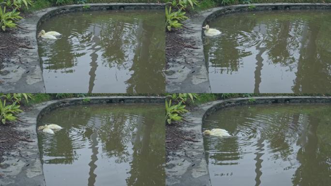实拍春雨后广州天河公园湖中的小鸭觅食戏水