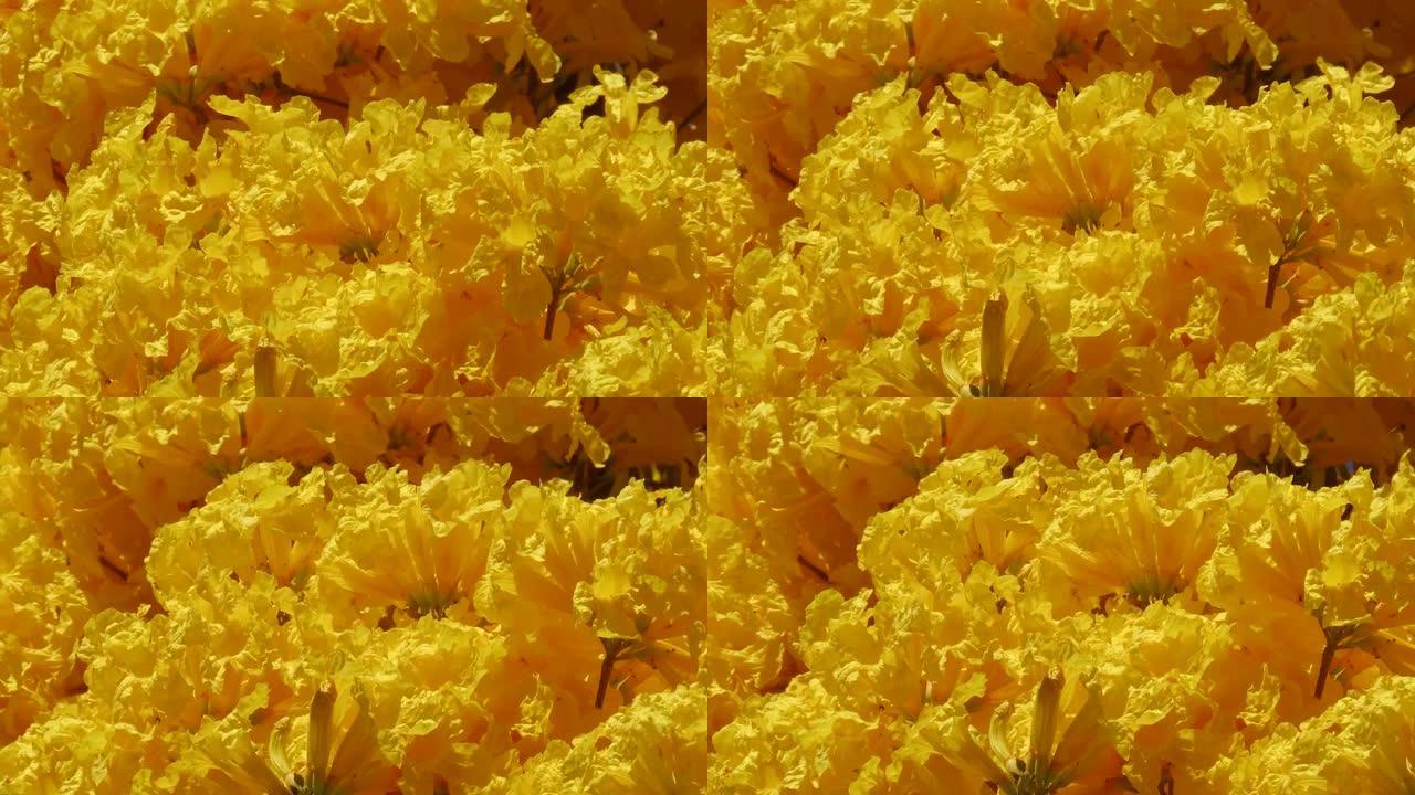 风中的黄色花朵。手摇黄花，金色的喇叭树。