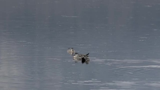 阿根廷乌斯怀亚在水中休息的凤头鸭