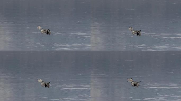 阿根廷乌斯怀亚在水中休息的凤头鸭