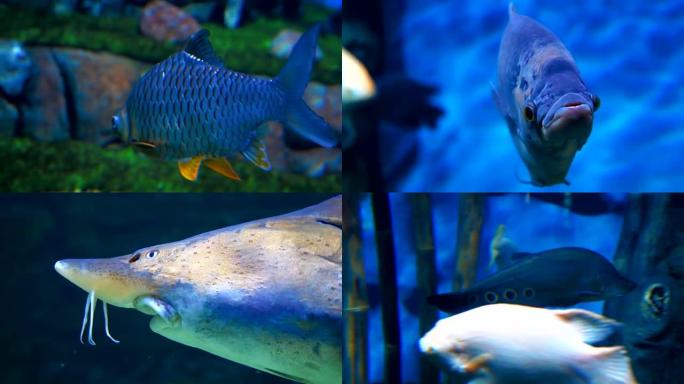 美丽，多彩的，异国情调的热带鱼在蓝色的水水族馆