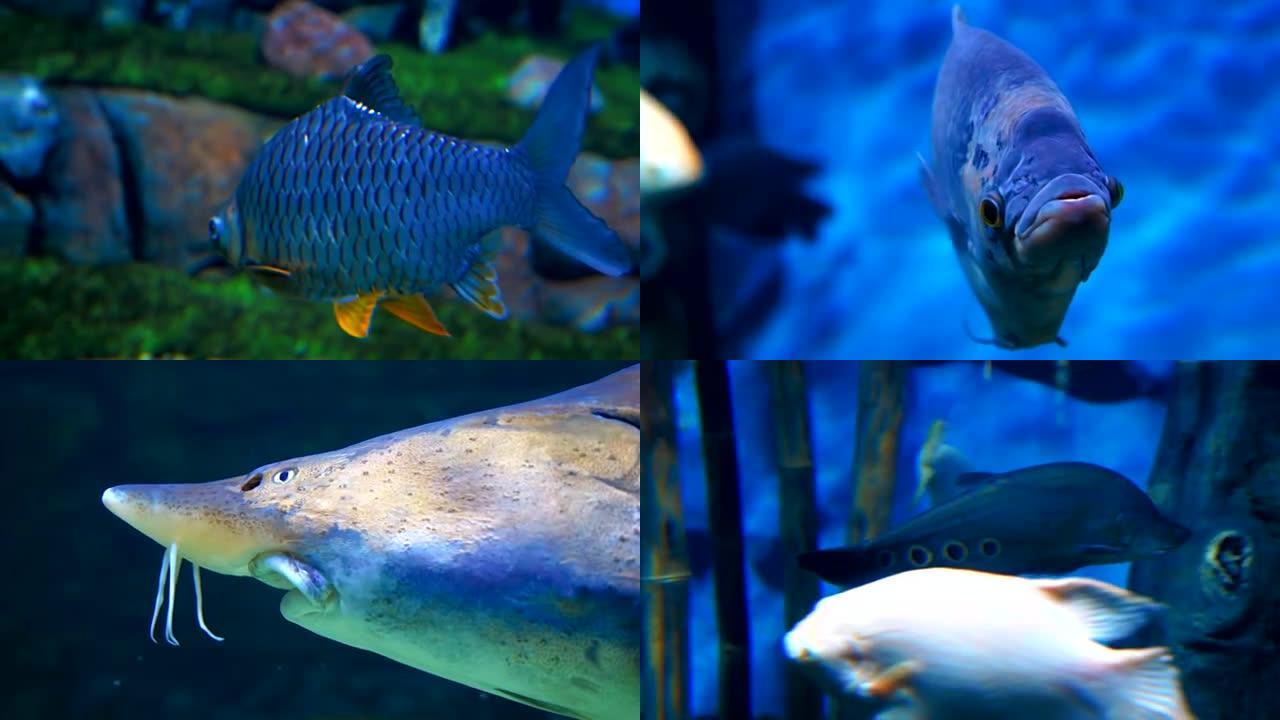 美丽，多彩的，异国情调的热带鱼在蓝色的水水族馆