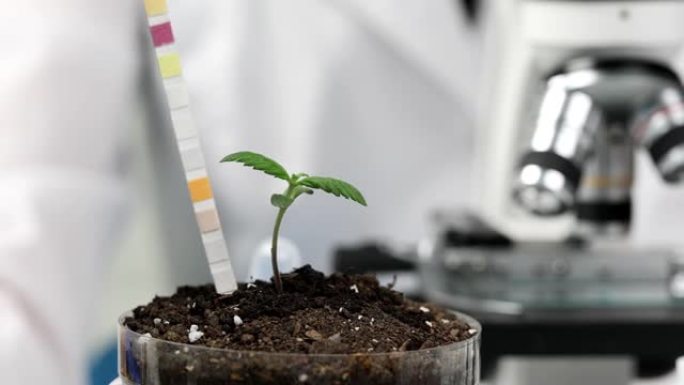科学家化学家在实验室用石蕊试纸测定花芽培养皿中土壤的酸度特写4k电影慢动作