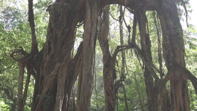 宁静绿色植物园开放空间景观公园树木印度尼西亚巴厘岛残余热带森林