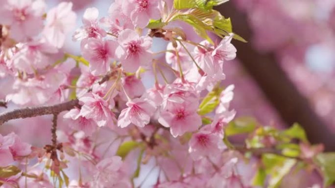 盛开的樱花与美丽的粉红色