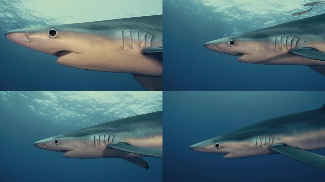 特写一只大型蓝鲨在水中游泳，背景是光线