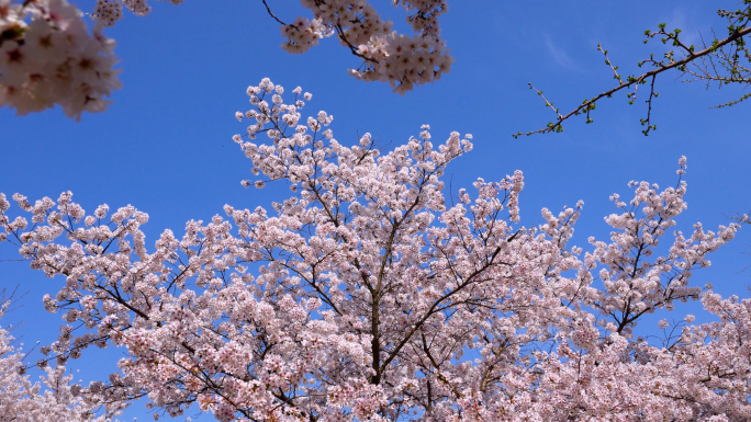 胶州三里河公园，樱花盛开