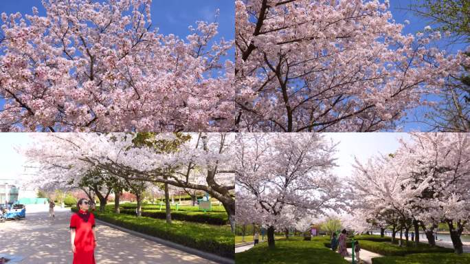 胶州三里河公园，樱花盛开