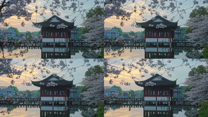 西湖曲院风荷樱花日出