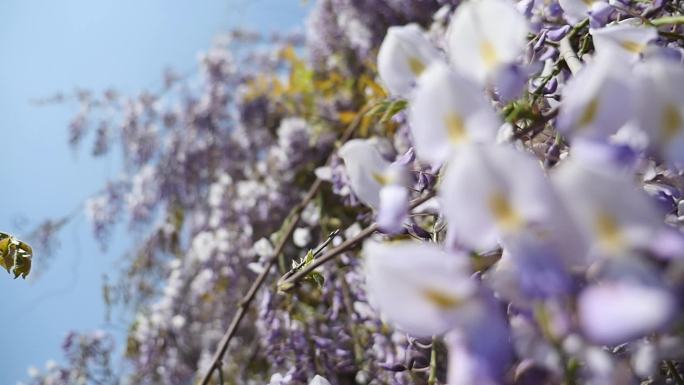 紫藤花盛开在花藤上升格慢镜头