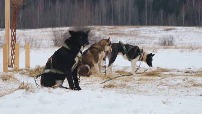 北方运动雪橇犬的概念。冬季，三只阿拉斯加爱斯基摩犬坐在安全带上，等待训练或比赛开始。运行休息的混血儿