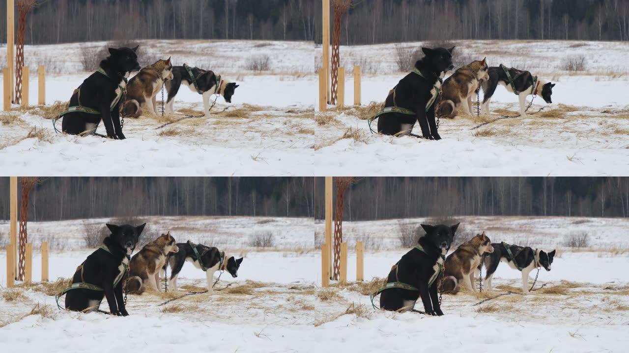 北方运动雪橇犬的概念。冬季，三只阿拉斯加爱斯基摩犬坐在安全带上，等待训练或比赛开始。运行休息的混血儿