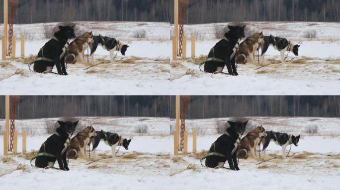 北方运动雪橇犬的概念。冬季，三只阿拉斯加爱斯基摩犬坐在安全带上，等待训练或比赛开始。运行休息的混血儿