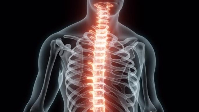 脊柱的3D医学动画渲染。脊柱的x光。