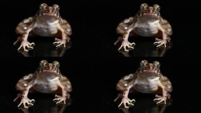 吃螃蟹的青蛙或红树林青蛙Fejervarya cancrivora在黑色背景