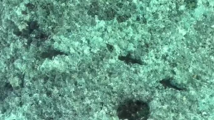 空中无人机在热带水中拍摄黑尖鲨