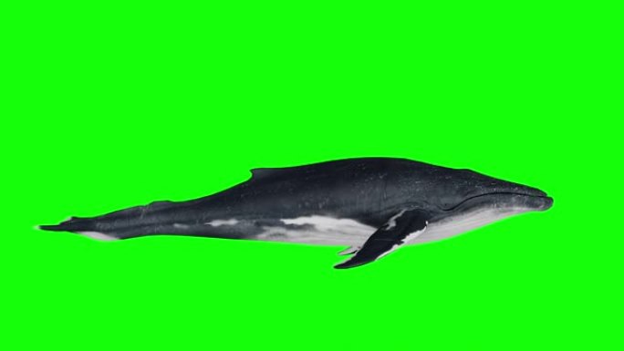 一头在绿色背景上游泳的鲸鱼。鲸鱼的3d动画
