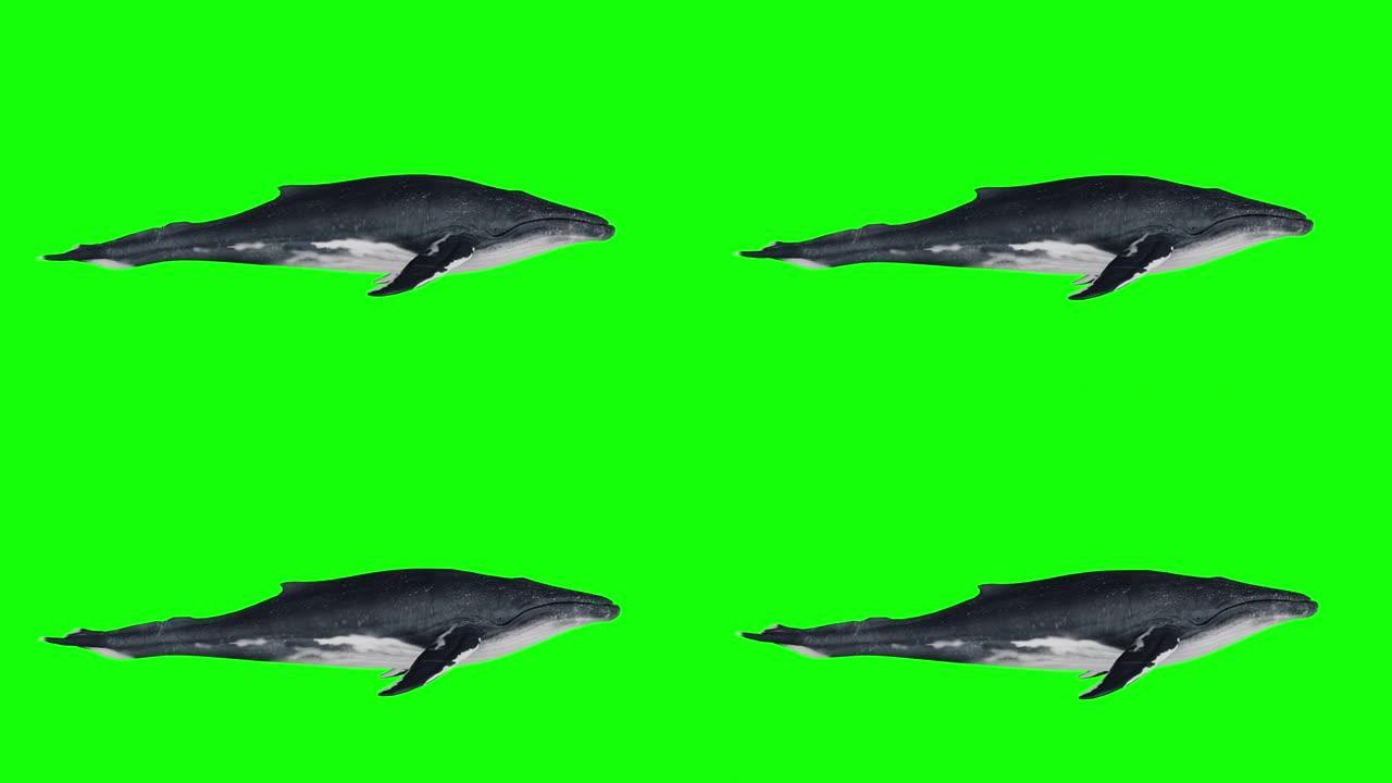 一头在绿色背景上游泳的鲸鱼。鲸鱼的3d动画