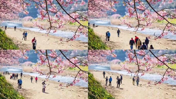 时间流逝: 人们在日本河津河欣赏樱花