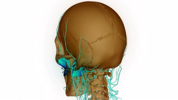 人体骨骼系统颅骨部分上颌骨解剖动画概念